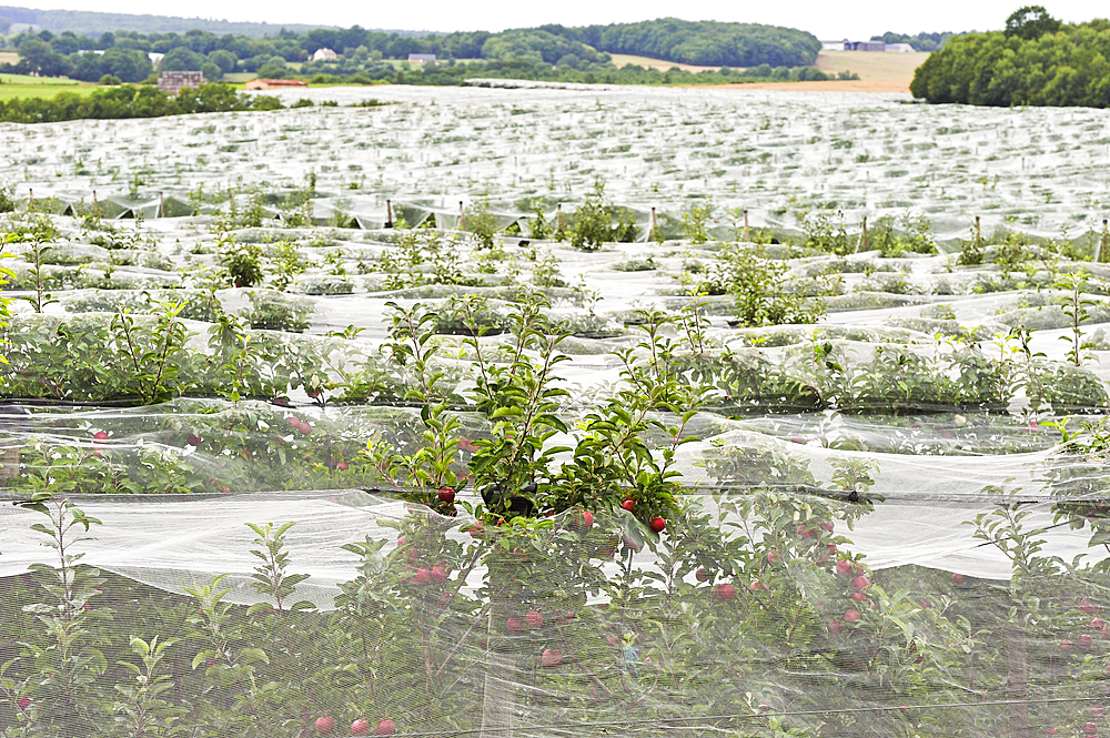 Apple orchard protected by net, near Bourges, Cher department, Centre-Val-de-Loire region, France, Europe