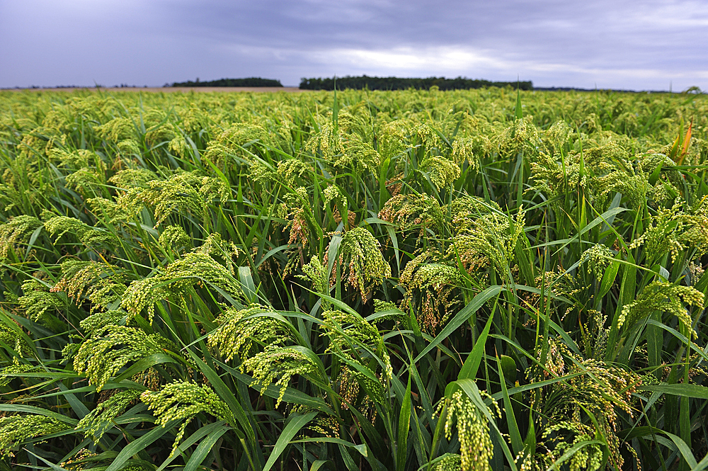 Millet field, Loiret department, Centre-Val-de-Loire region,France, Europe
