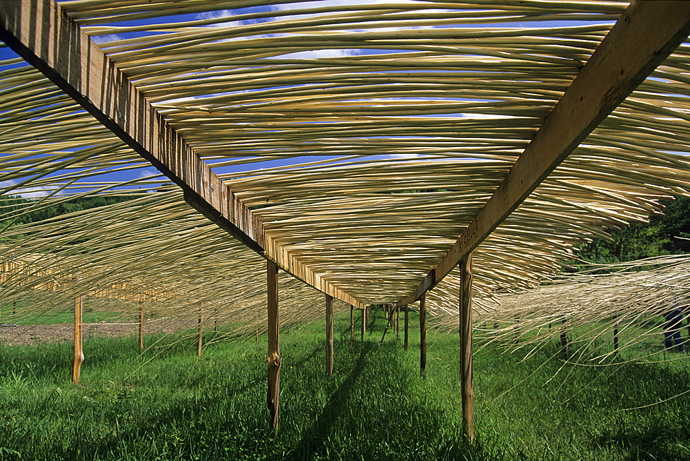 Debarked and set to dry willow, Villaines-les-Rochers, Indre-et-Loire department, Centre region, France, Europe