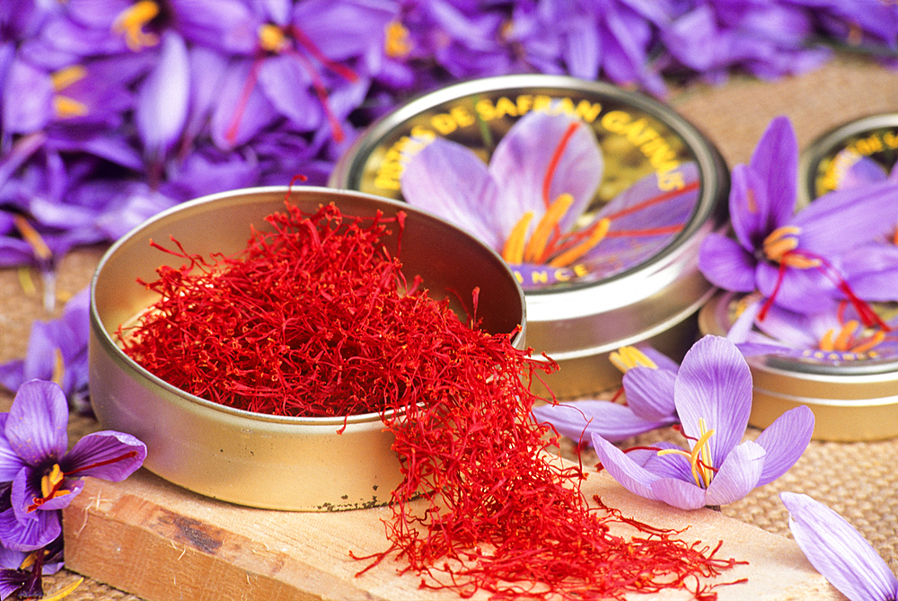 Saffron flowers and stigmas ( (crocus sativus), Loiret department,region of Centre,France,Europe