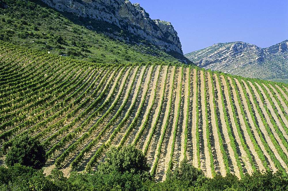 Vineyards of Patrimonio, near Saint-Florent, region of Nebbio, Haute-Corse department,Northern Corsica,France,Europe