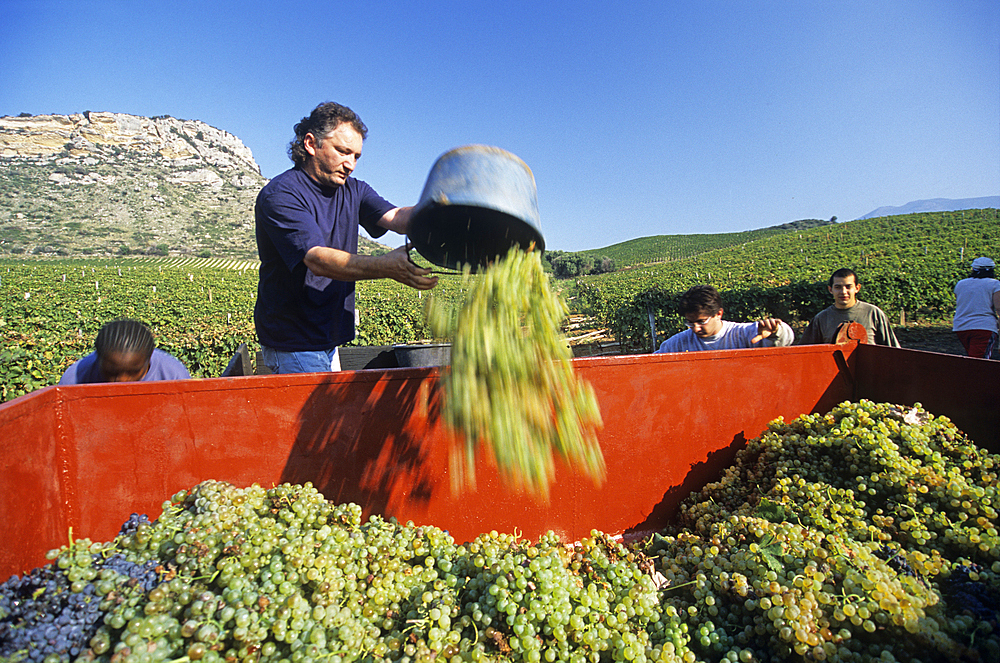 Grape harvest in vineyards of Patrimonio, near Saint-Florent, region of Nebbio, Haute-Corse department,Northern Corsica,France,Europe