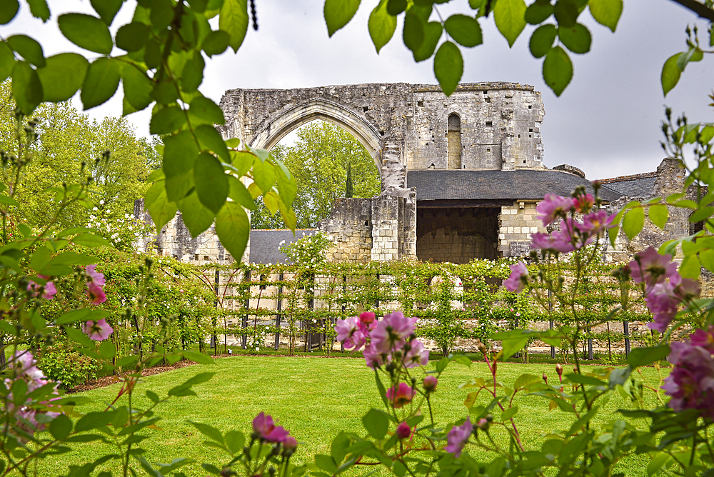 Rose garden of the Priory of St. Cosmas at La Riche near Tours in Touraine, department of Indre-et-Loire, Centre-Val de Loire region, France, Europe