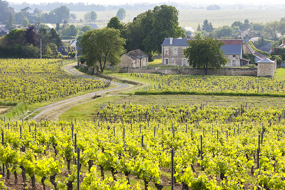 Bourgueil AOC vineyard near Ingrandes-de-Touraine, department of Indre-et-Loire, Centre-Val de Loire region, France, Europe
