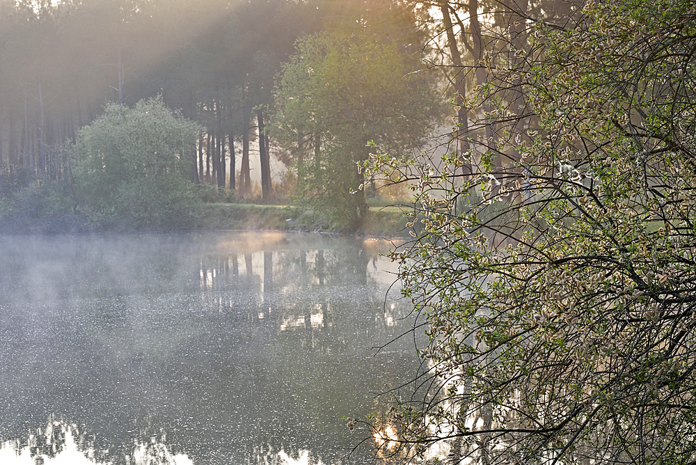 Morning mist over a lake at the Regional nature park of Loire Anjou Touraine, near Langeais, department of Indre-et-Loire, Centre-Val de Loire region, France, Europe