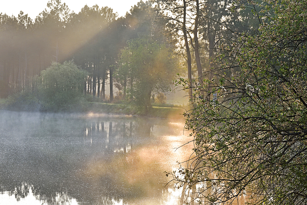 Morning mist over a lake at the Regional nature park of Loire Anjou Touraine, near Langeais, department of Indre-et-Loire, Centre-Val de Loire region, France, Europe