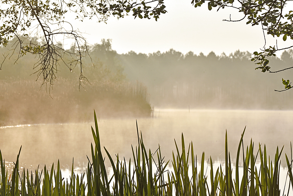 Morning mist over a lake at the Regional nature park of Loire Anjou Touraine, near Langeais, department of Indre-et-Loire, Centre-Val de Loire region, France, Europe