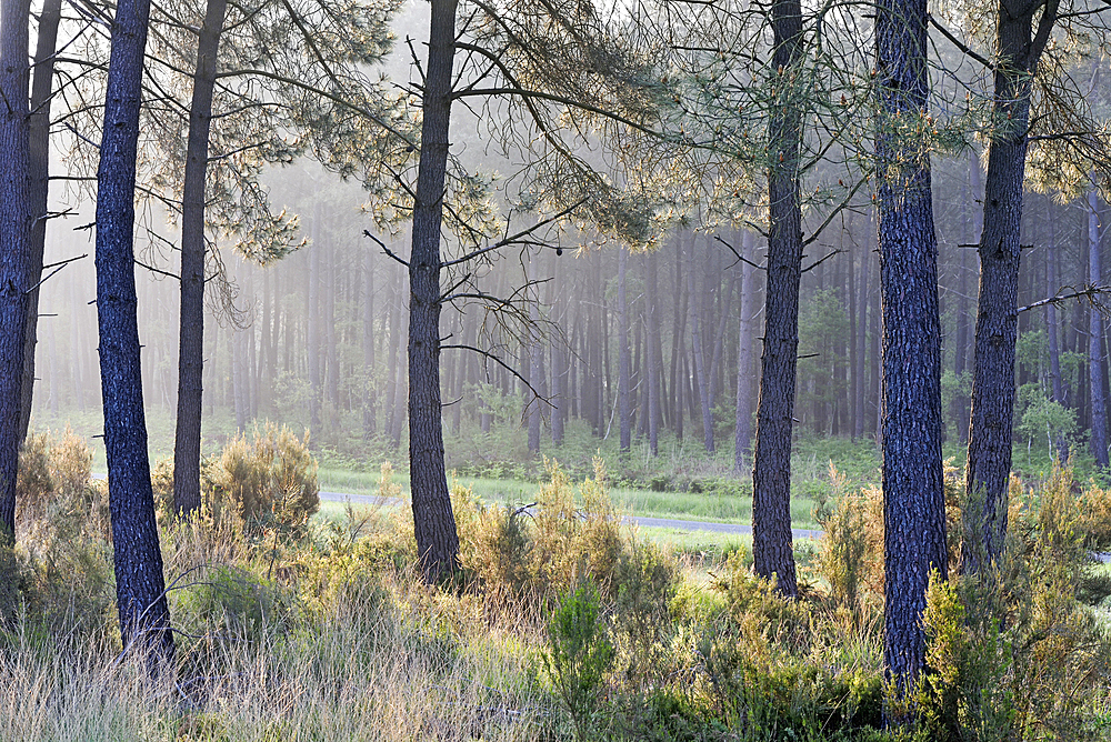 Morning mist in pine forest of the Regional nature park of Loire Anjou Touraine, near Langeais, department of Indre-et-Loire, Centre-Val de Loire region, France, Europe