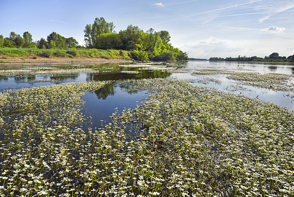 Banks of water-crowfoot (Ranunculus fluitans), Flat bottomed barge (French word: Toue) trip on Loire river near Chaumont-sur-Loire, Loir-et-Cher department, Centre-Val de Loire region, France, Europe