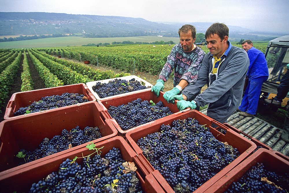 Pinot noir grape harvesting in Champagne vineyards,Marne department, Champagne-Ardenne region,France,Europe