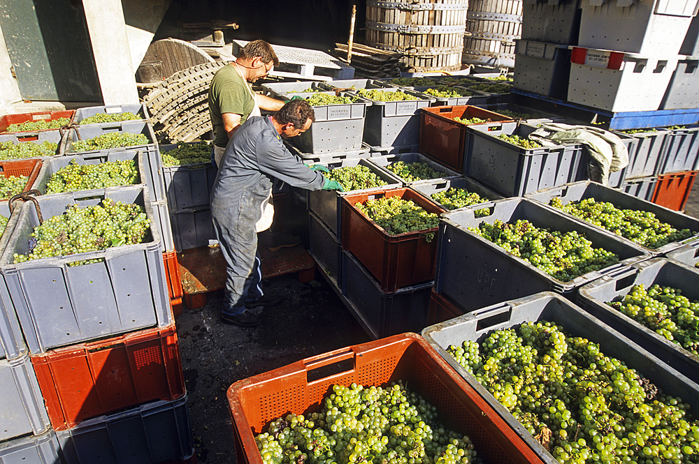 Chardonnay grapes harvesting in Champagne vineyards,Marne department, Champagne-Ardenne region,France,Europe