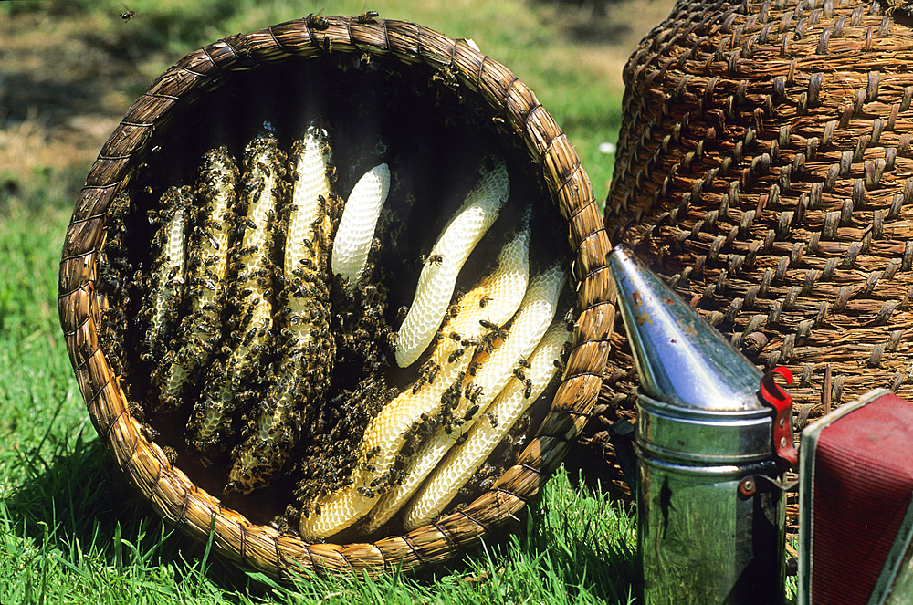 Traditional wicker hive, La Grange aux Abeilles at Giffaumont-Champaubert, Marne department, Champagne-Ardenne region,France,Europe