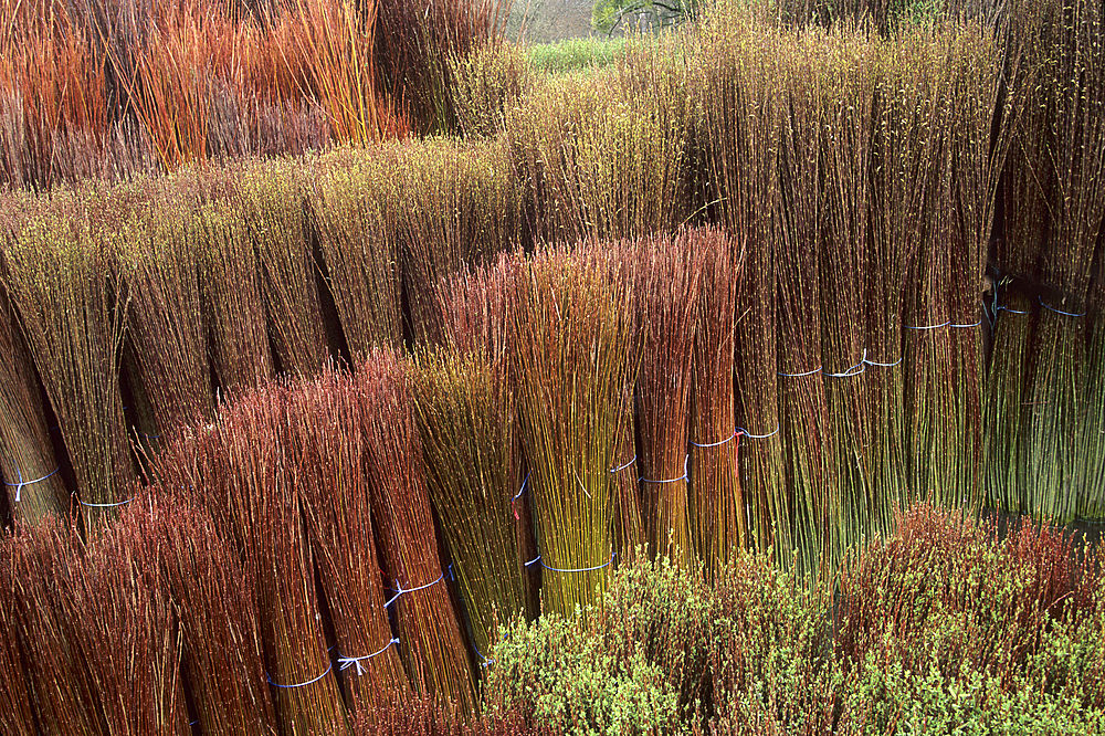 Bundles of willow set in a water pond (routoir) to turn green again before debarking, Bussieres-les-Belmont, Haute-Marne department, Champagne-Ardenne region, France, Europe