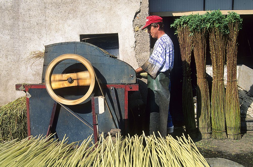 Debarking of willow stems, Bussieres-les-Belmont, Haute-Marne department, Champagne-Ardenne region, France, Europe