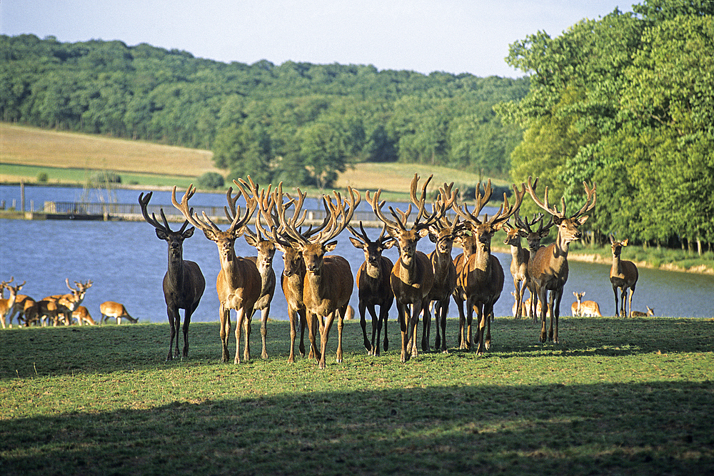 Red deer, cervus elaphus,wildlife park of Sainte-Croix,Moselle department,Lorraine region,France,Europe