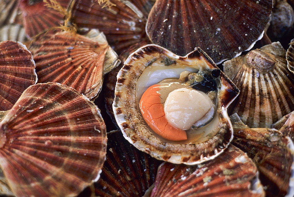 King scallop,Pecten maximus,Port-en-Bessin,Calvados department,Lower Normandy region,Northwestern France,Western Europe