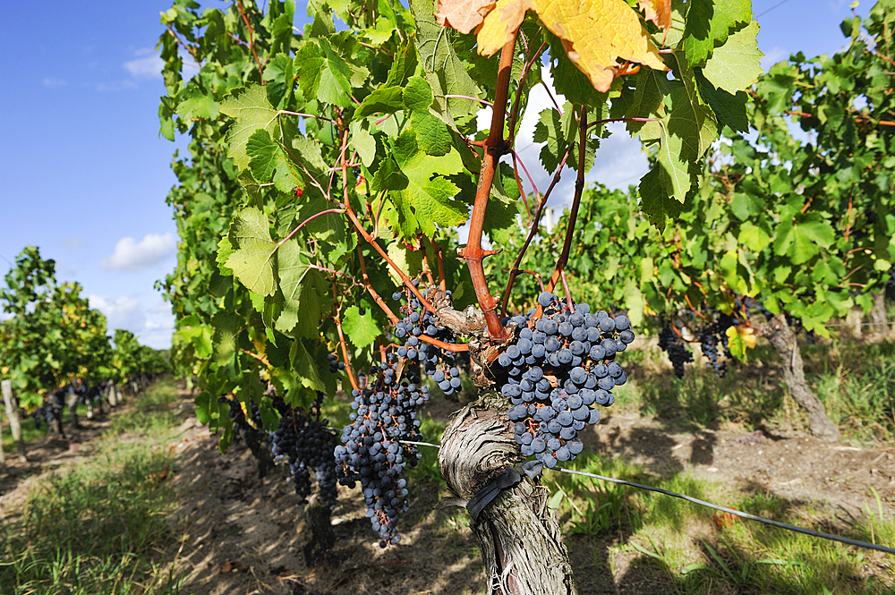 Cabernet grapes,vineyard in Pomerol,Gironde department,Aquitaine region,south-western France,Europe