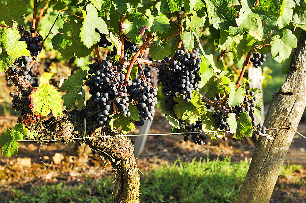 Merlot grapes,Saint-Emilion's vineyard,Gironde department,Aquitaine region,south-western France,Europe