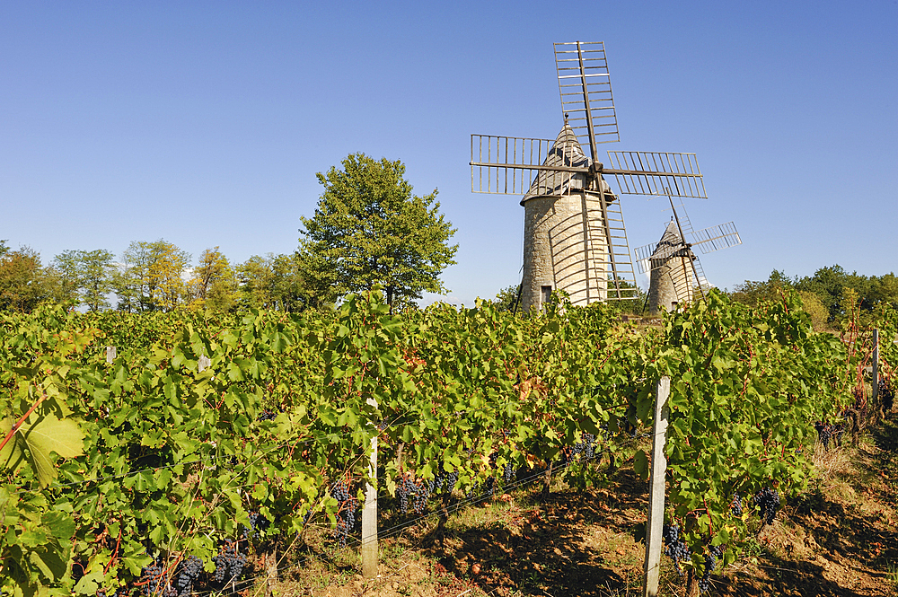 Windmills of Calon,Montagne,Gironde department,Aquitaine region,south-western France,Europe