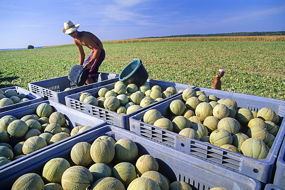 Melons harvesting, Haut-Poitou province, Vienne department, Poitou-Charentes region, France, Europe