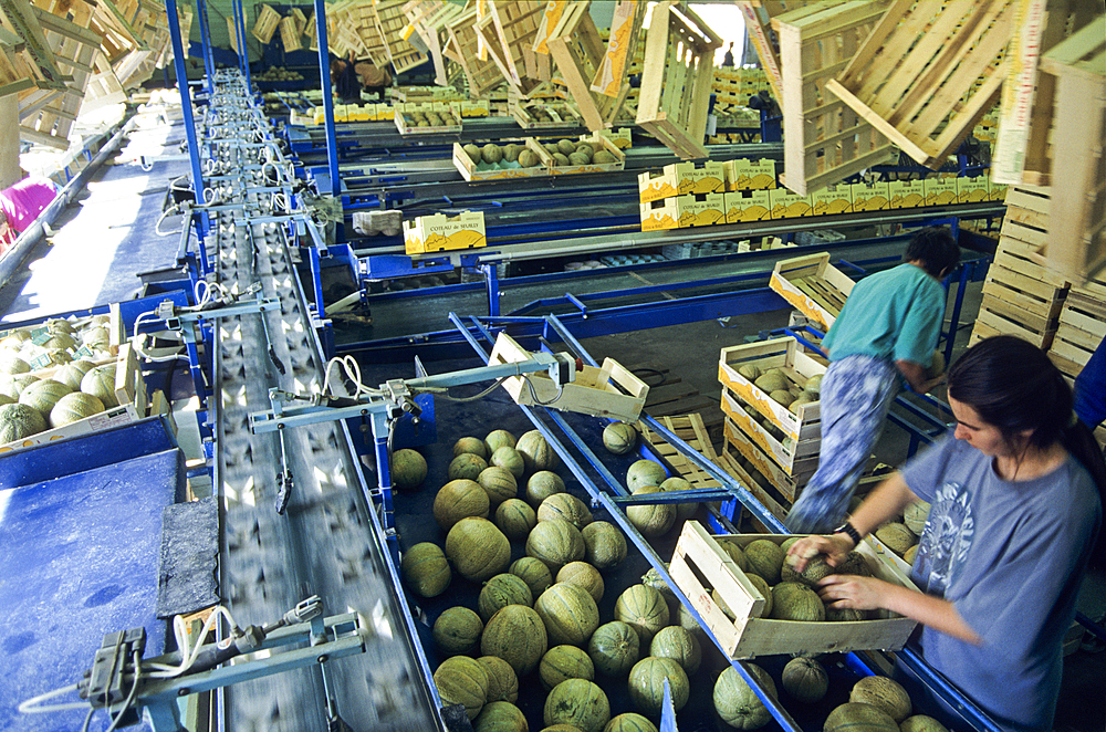 Calibration and packaging line of melons, Haut-Poitou province, Vienne department, Poitou-Charentes region, France, Europe
