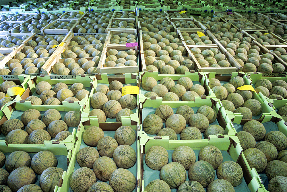 Melon, Haut-Poitou province, Vienne department, Poitou-Charentes region, France, Europe