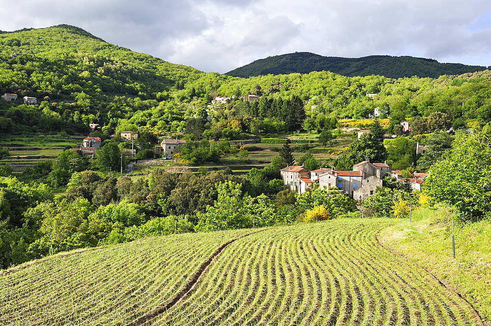 Terrace cultivation of sweet onion from Cevennes, hamlet of Mandagout district,village of Cevennes range, Gard department,Languedoc-Roussillon region,France,Europe