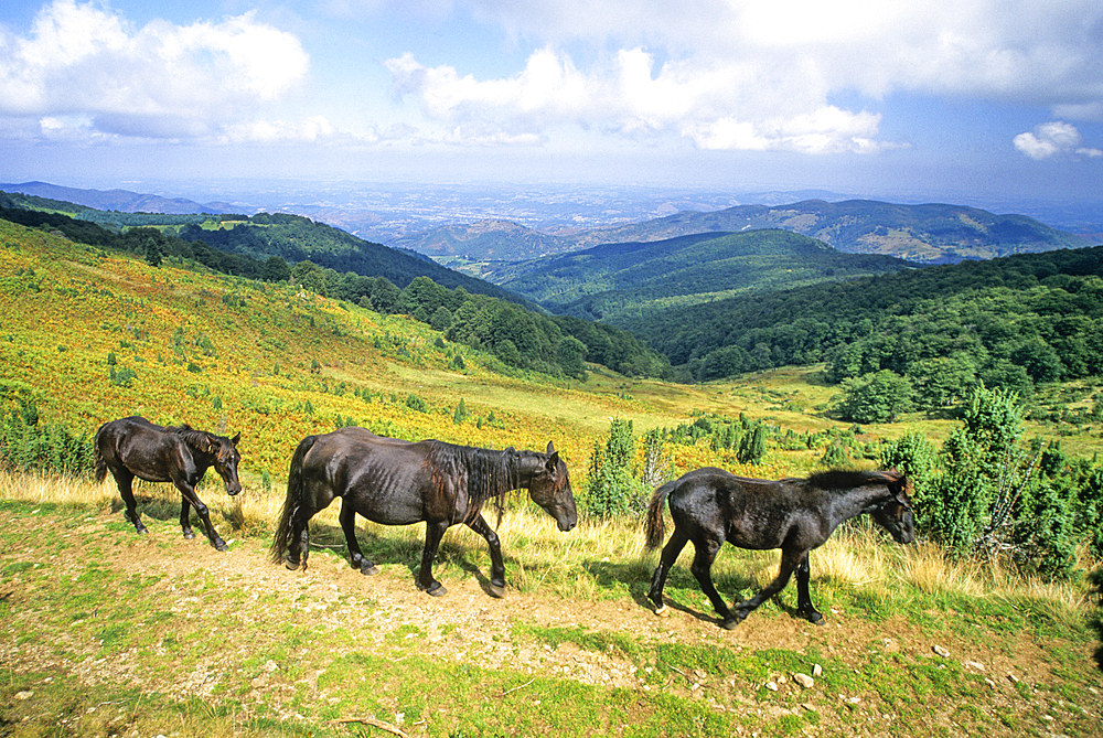 Merens horses at Col de la Core , a mountain pass in the Couserans province, Ariege department, Occitanie region,France,Europe