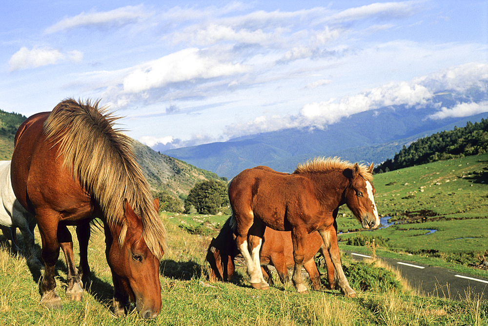 Horses at Pailheres Pass, Donezan region,Ariege department, Occitanie region,France,Europe