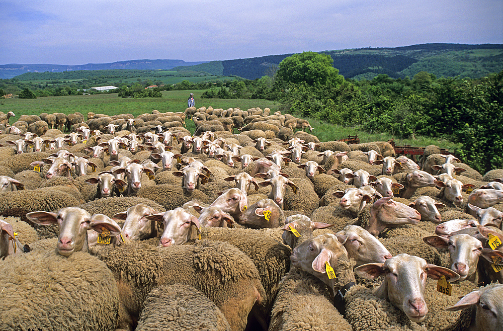 Flock of Lacaune sheep,Hermilix farm on the Larzac plateau, near Saint-Affrique, Aveyron department, Occitanie region, France,Europe