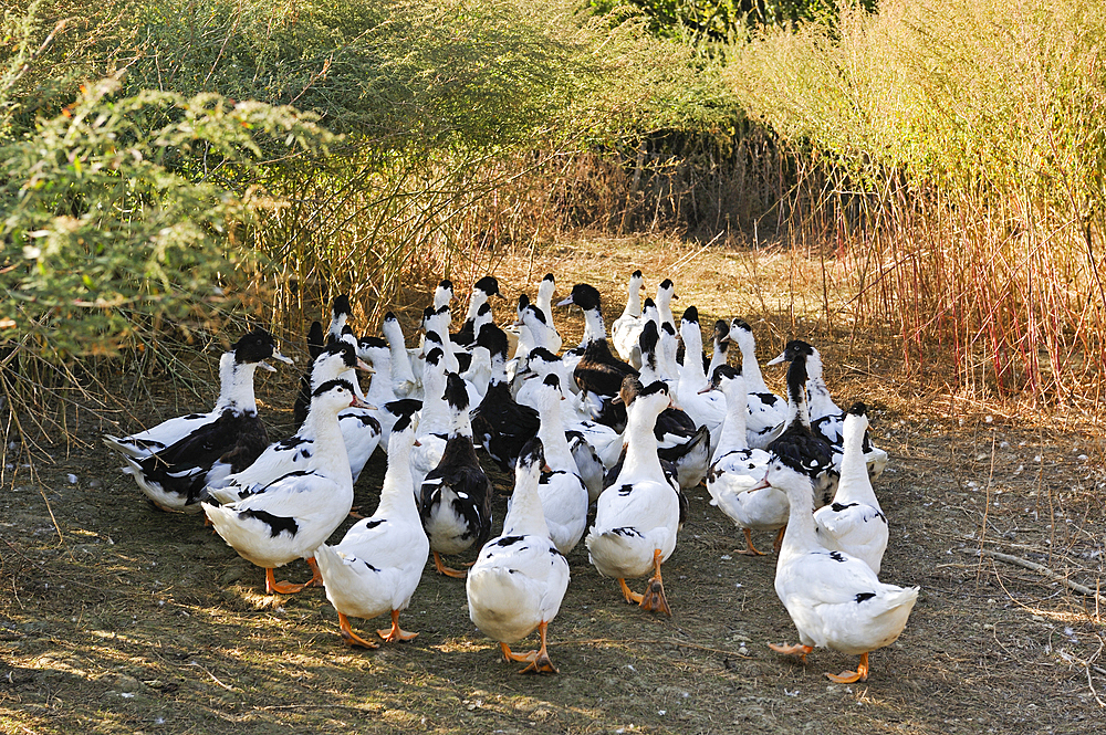 Domestic ducks ,Martin Neuf farm,Larresingle,around Condom,Gers department, Occitanie region, southwest of France,Europe