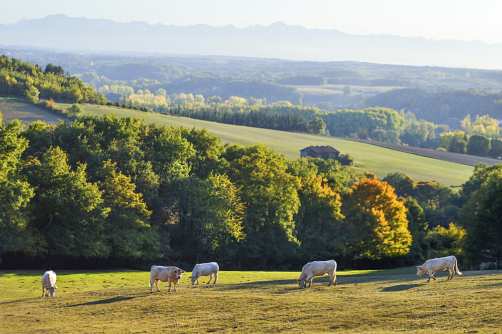 Countryside landscape around Auch.Gers department, Occitanie region, southwest of France,Europe