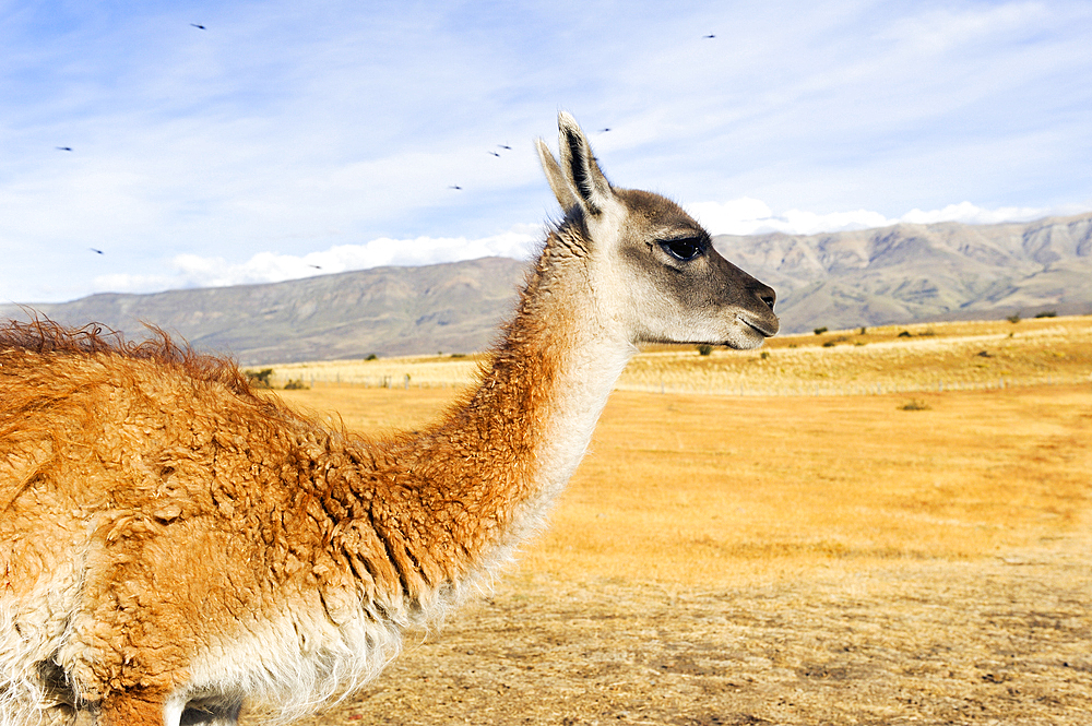 Guanaco, around El Calafate, Patagonia, Argentina, South America