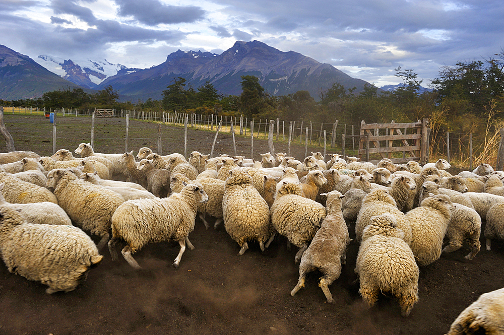 Flock of sheep, Estancia Nibepo Aike on the Argentino lakeshore, around El Calafate, Patagonia, Argentina, South America