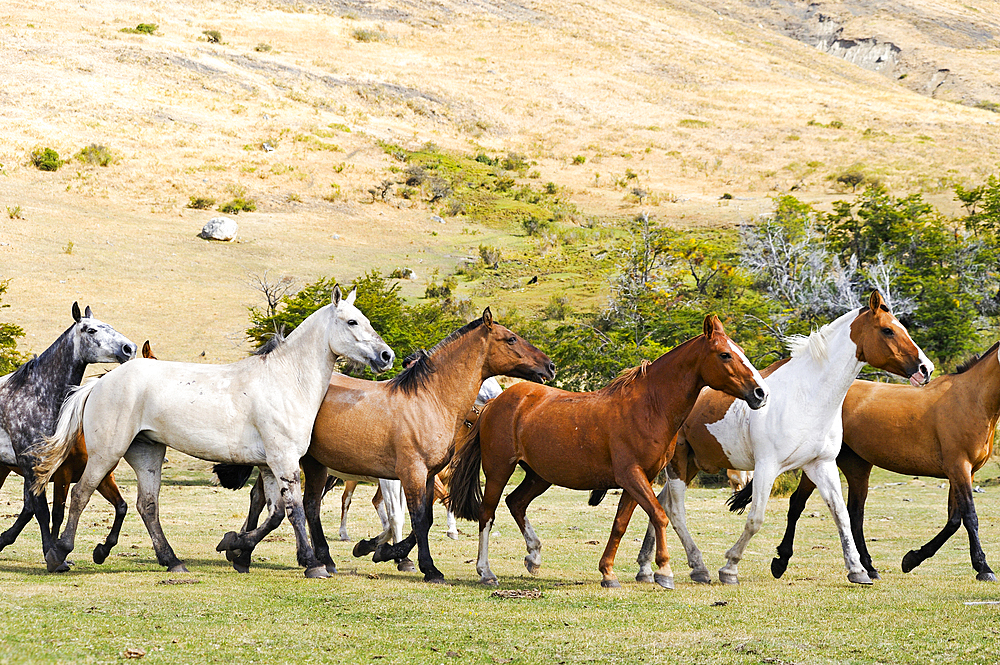 Horse gathering, Estancia Nibepo Aike on the Argentino lakeshore, around El Calafate, Patagonia, Argentina, South America