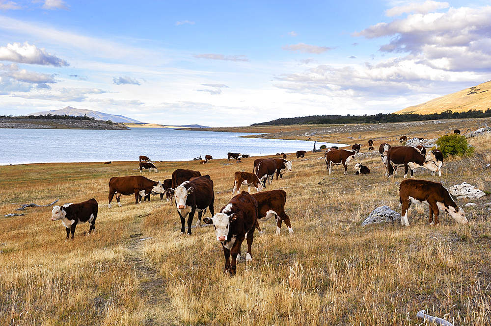 Herd of cows, Estancia Nibepo Aike on the Argentino lakeshore, around El Calafate, Patagonia, Argentina, South America