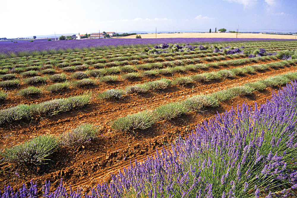Lavender field manually harvested, Plateau of Valensole, Alpes-de-Haute-Provence department, Provence-Alpes-Cote d'Azur region, France, Europe