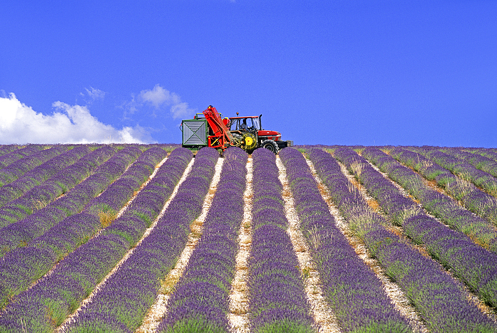Lavender mechanical harvesting, Plateau of Valensole, Alpes-de-Haute-Provence department, Provence-Alpes-Cote d'Azur region, France, Europe