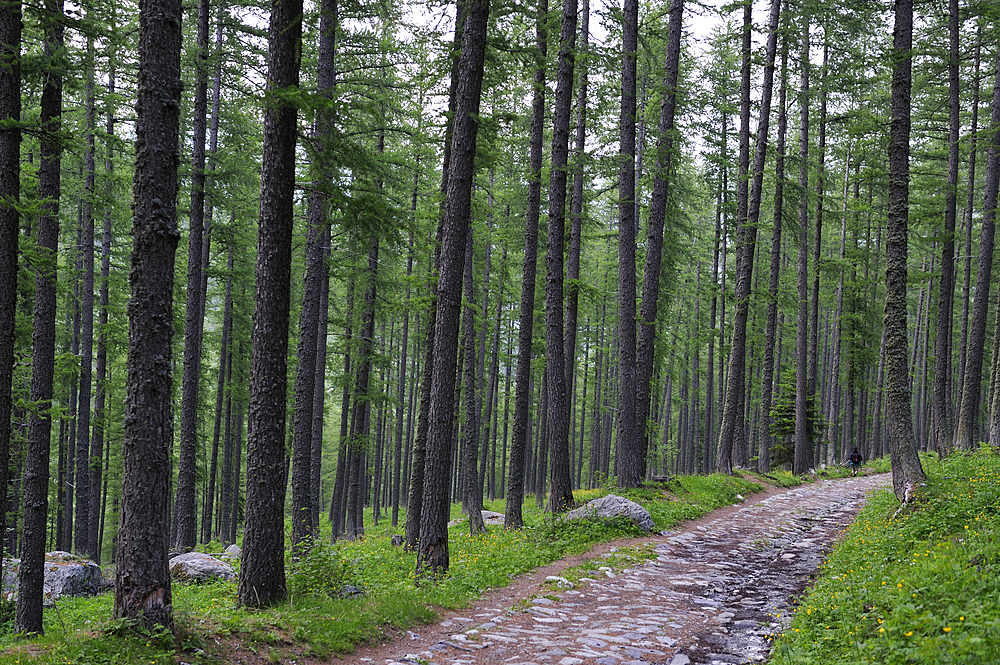 Larch forest, Fontanalba valley, Vallee des Merveilles, Mercantour National Park, Alpes-Maritimes department, Provence-Alpes-Cote d'Azur region,southeast of France,Europe.