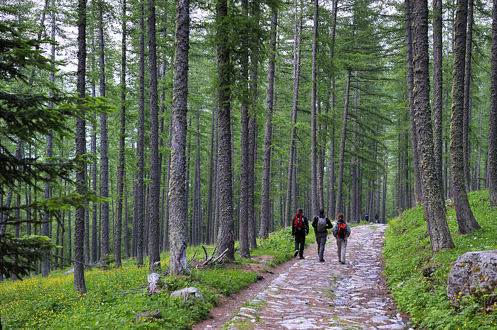 Larch forest, Fontanalba valley, Vallee des Merveilles, Mercantour National Park, Alpes-Maritimes department, Provence-Alpes-Cote d'Azur region,southeast of France,Europe.