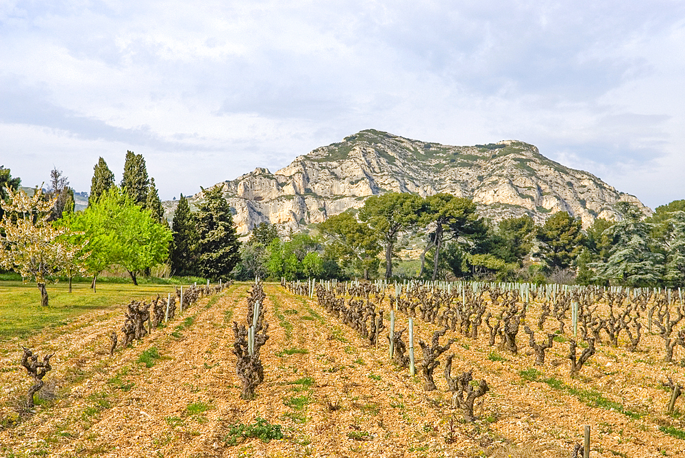 Vineyard of the wine growing estate Mas de la Dame near Les Baux-de-Provence, Alpilles mountains,Bouches-du-Rhone department,Provence-Alpes-Cote d'Azur region,France,Europe