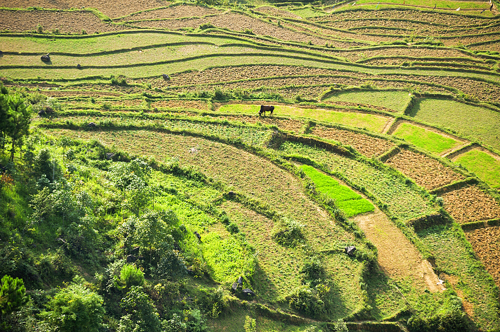 Paddy-fields around Tam Son village viewed from Quan Ba Pass on the road to Yen Minh,Ha Giang province, Northern Vietnam, Southeast Asia