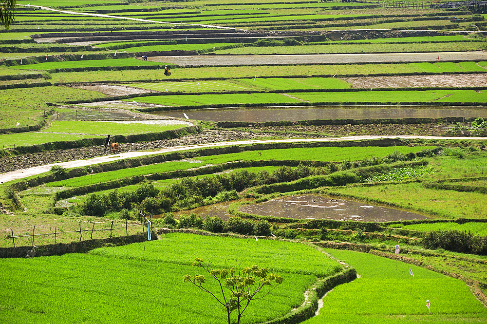 Rice-paddies at Dong Van, Ha Giang province, Northern Vietnam, Southeast Asia