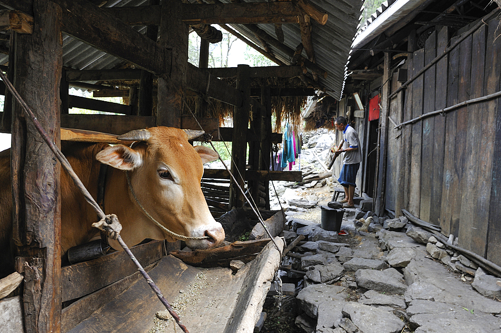 Cow in cowshed, mountain village near Sa Phin, Dong Van plateau,Ha Giang province, Northern Vietnam, Southeast Asia
