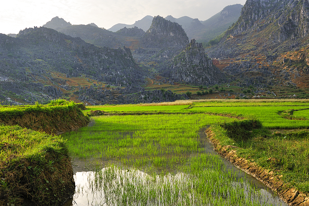 Rice-paddies at Dong Van, Ha Giang province, Northern Vietnam, Southeast Asia