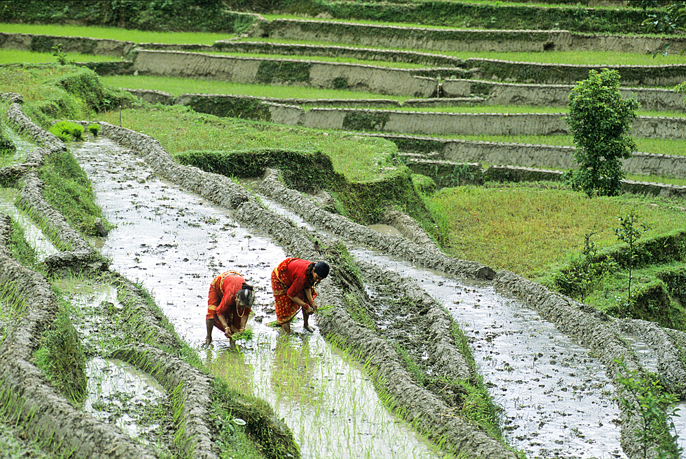 Planting out,paddy-fields,Kathmandu valley,Nepal,Himalaya,South Asia