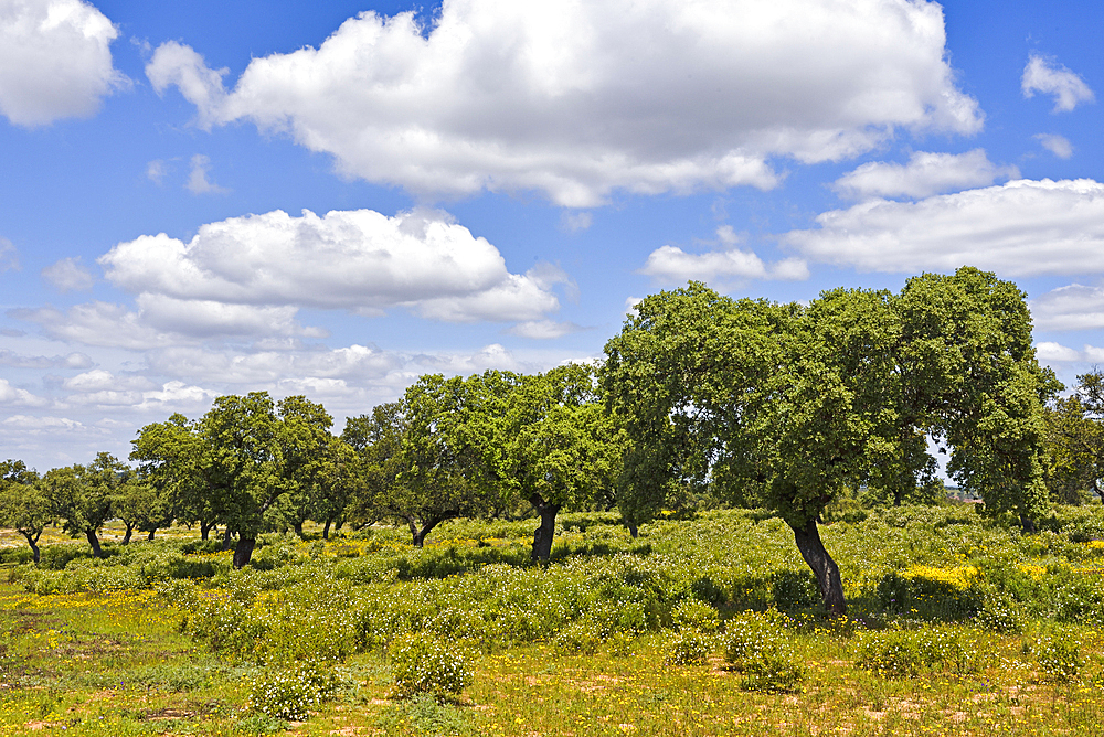 Holm oak grove in blooming meadow, near Mertola, Alentejo region, Portugal, southwertern Europe
