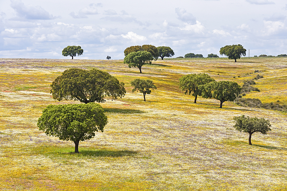 Holm oak grove in blooming meadow, near Beja, Alentejo region, Portugal, southwertern Europe