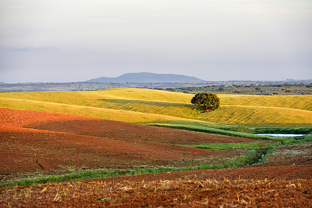 Country landscape near Beja, Alentejo region, Portugal, southwertern Europe