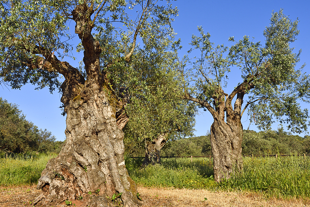 Olive grove with some millennial olive trees in the gardens of the rural hotel Horta da Moura, Monsaraz, Reguengos de Monsaraz, Alentejo region, Portugal, southwertern Europe